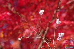 紅葉と十月桜1