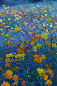 キバナコスモス‐青に浮かんで2