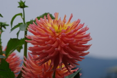 秋田のダリア-カマノシツカ