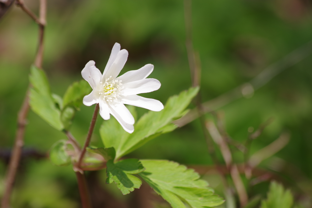 野草園の春‐キクザキイチゲ・白花