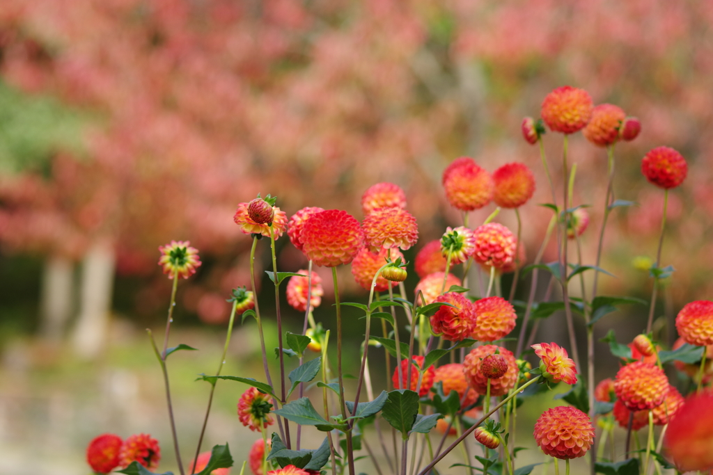 山形のダリア-リズモアサンセット