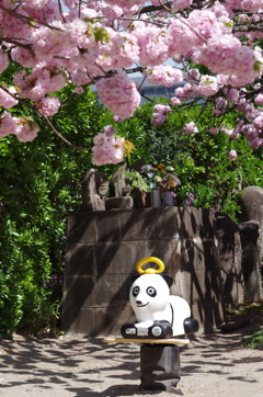 子安観音堂の桜-4