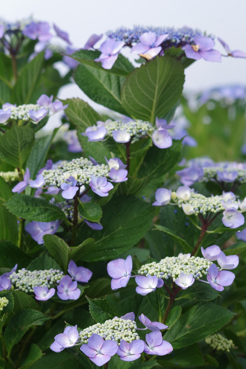 弥彦山の紫陽花4