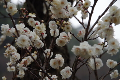 雨の白梅-1