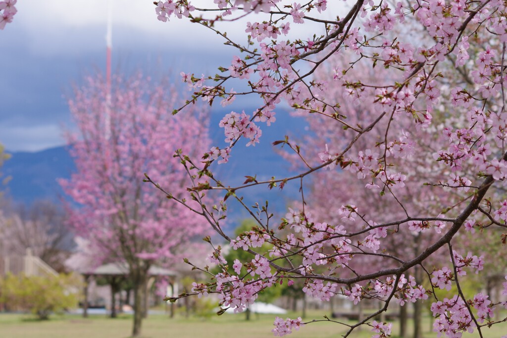 花散歩-西公園は閑散