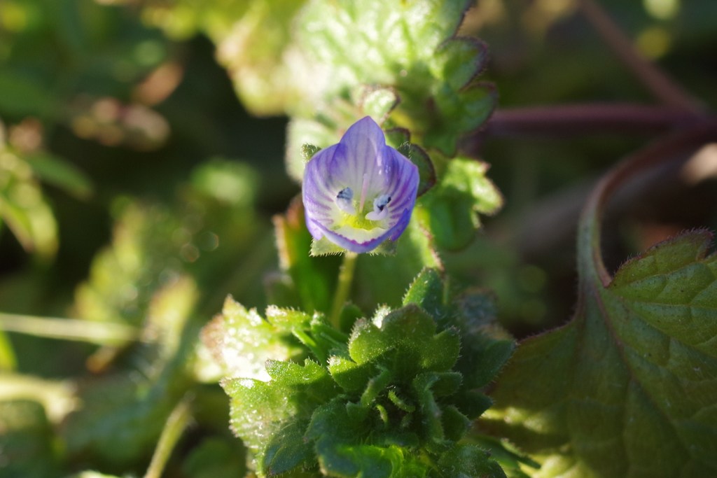 やっと見付けた-オオイヌノフグリ3