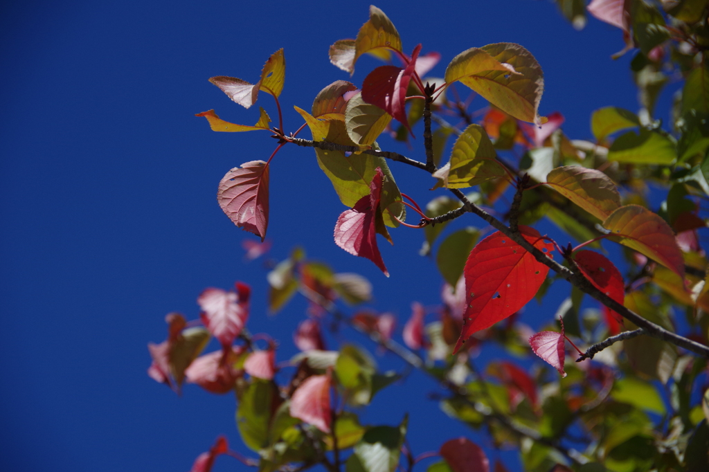紅い葉と青い空