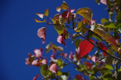 紅い葉と青い空