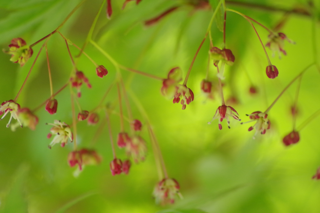 緑のモミジの花-1