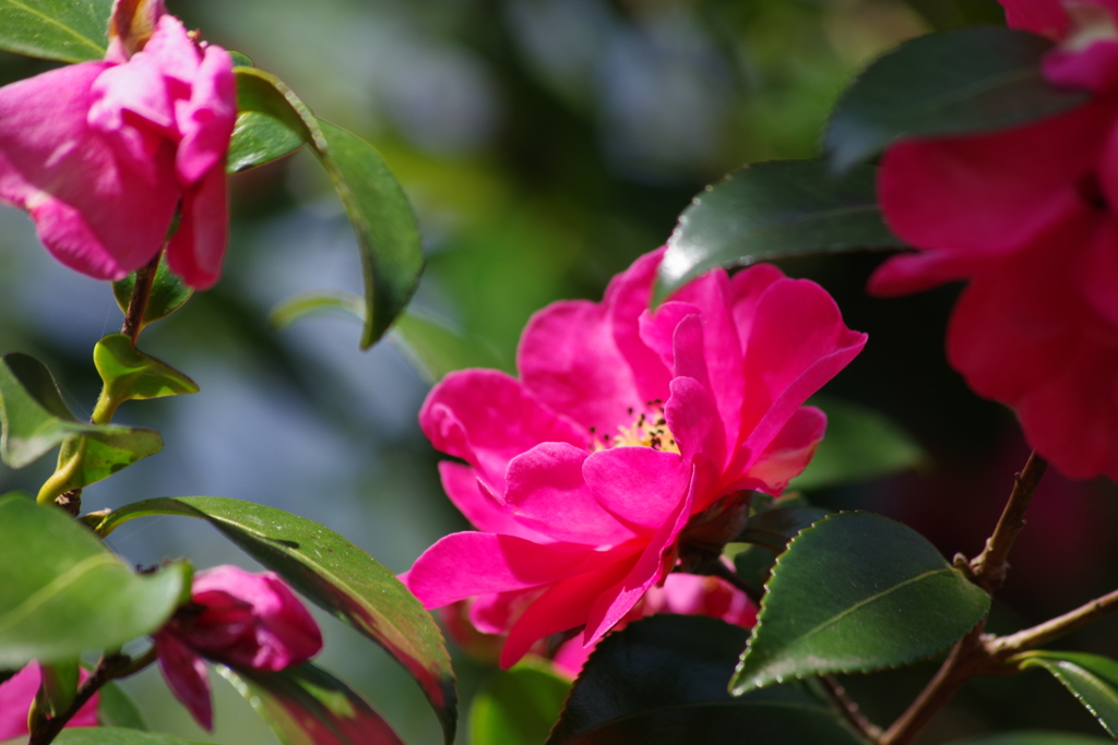 花散歩₋山茶花