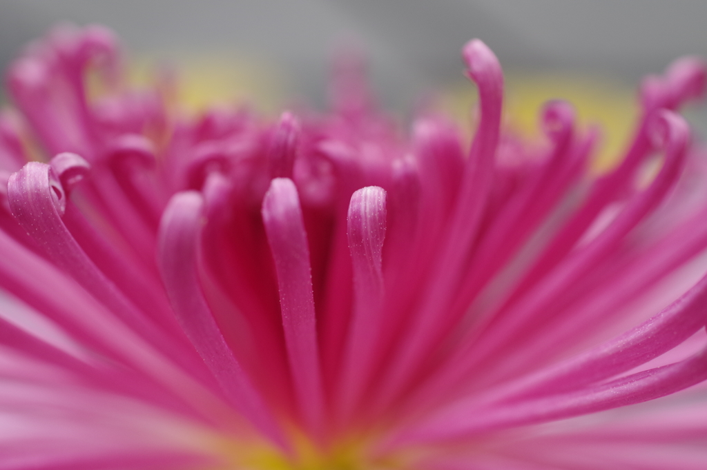 菊花スプラッシユ3