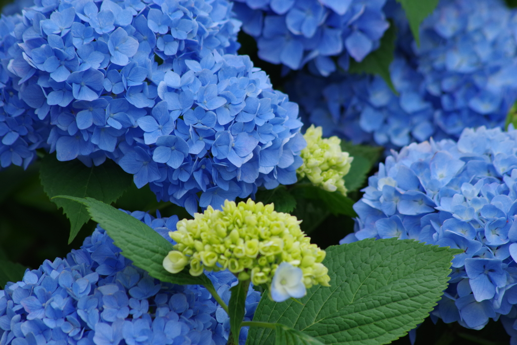 梅雨空に似合う花-紫陽花4