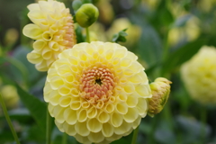 山形のダリア-花えくぼ