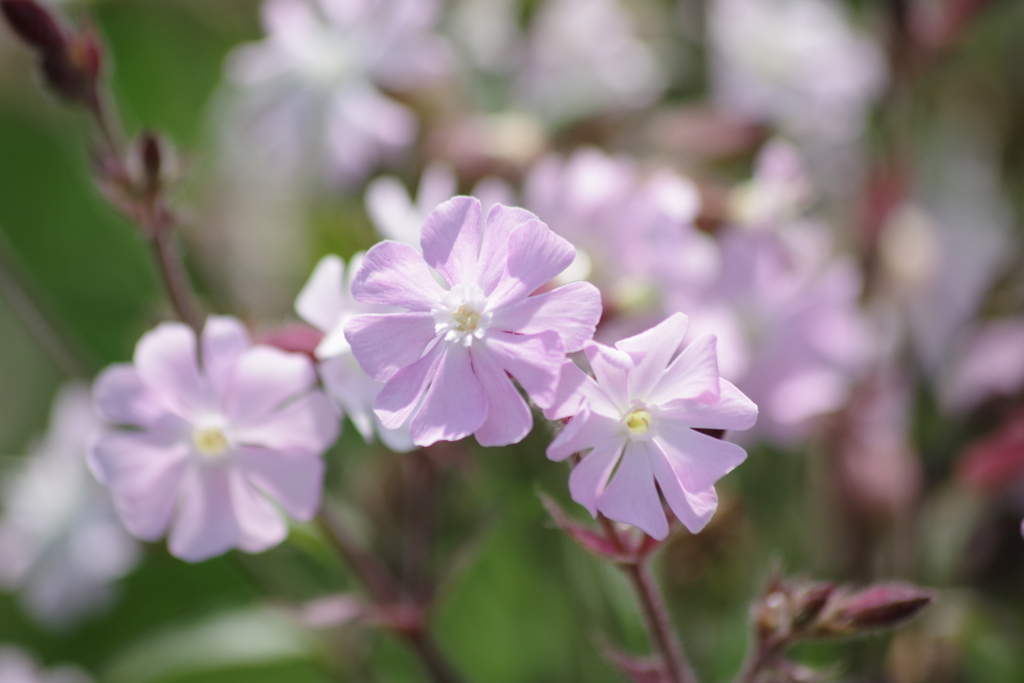 真夏日の花散歩‐袋撫子