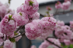 花散歩‐手毬咲の桜2
