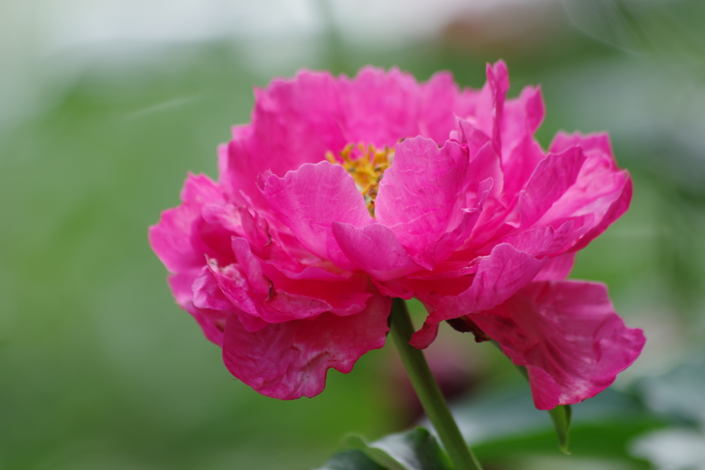 最後の芍薬祭り-ポーラヘイ