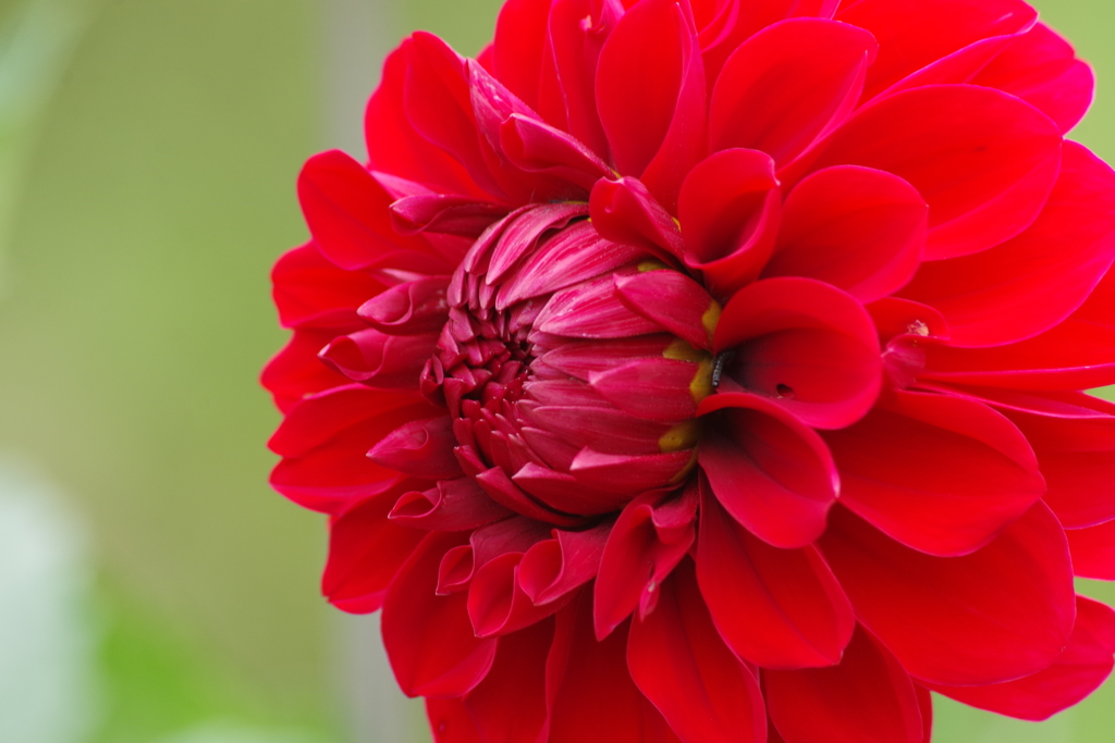 秋田のダリア-2017新作24