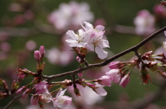 桜・さくら・サクラ-12