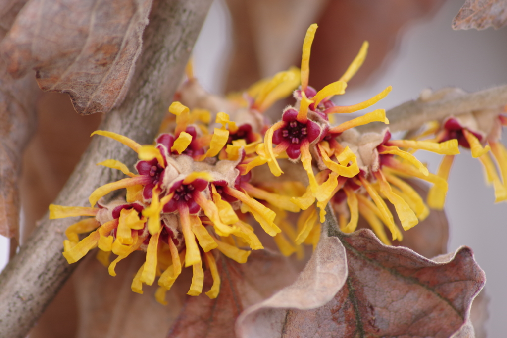 まんずさく‐シナマンサクは花盛り3