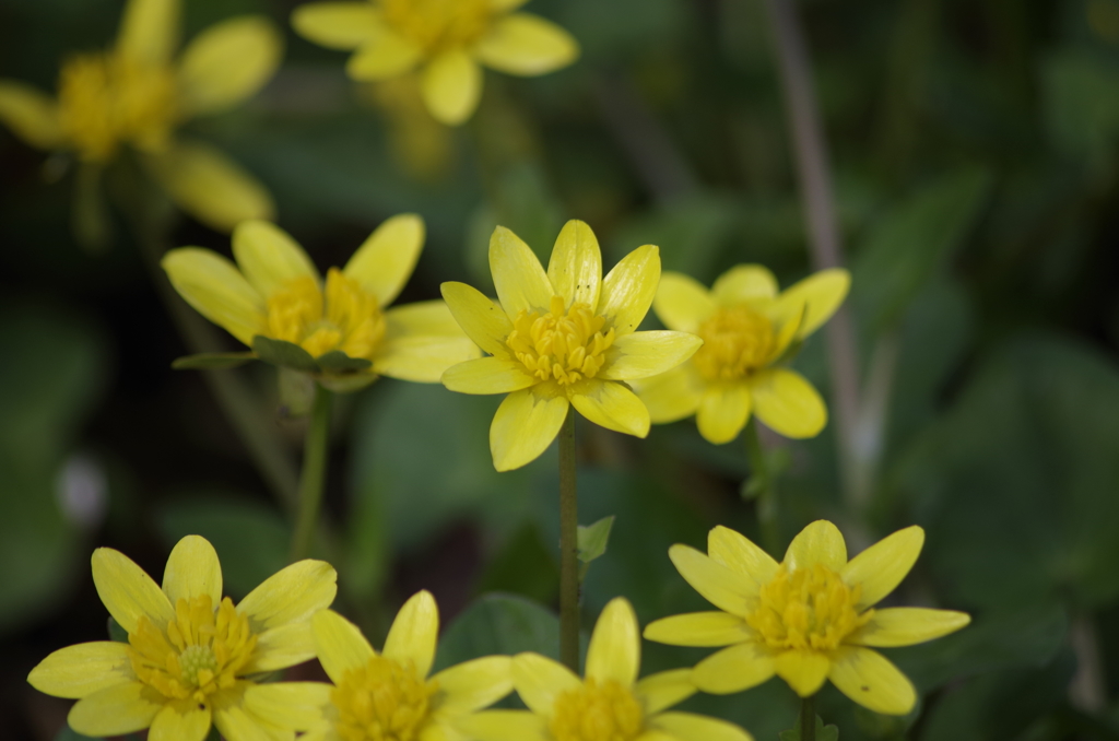 キクザキリュウキンカのピカピカ黄色