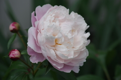 花散歩-シャクヤク