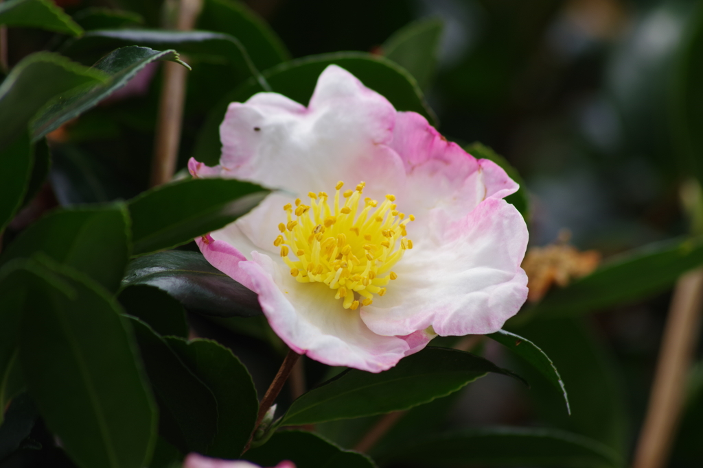 花散歩-山茶花が咲いた2