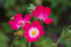 花散歩-カクテル