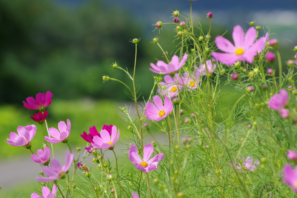 花散歩‐秋風にコスモス揺れて