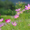 花散歩‐秋風にコスモス揺れて