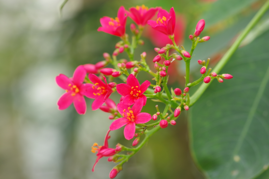 神代の温室-南洋桜