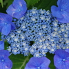 梅雨空に似合う花-紫陽花17