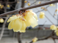 春の黄色-3