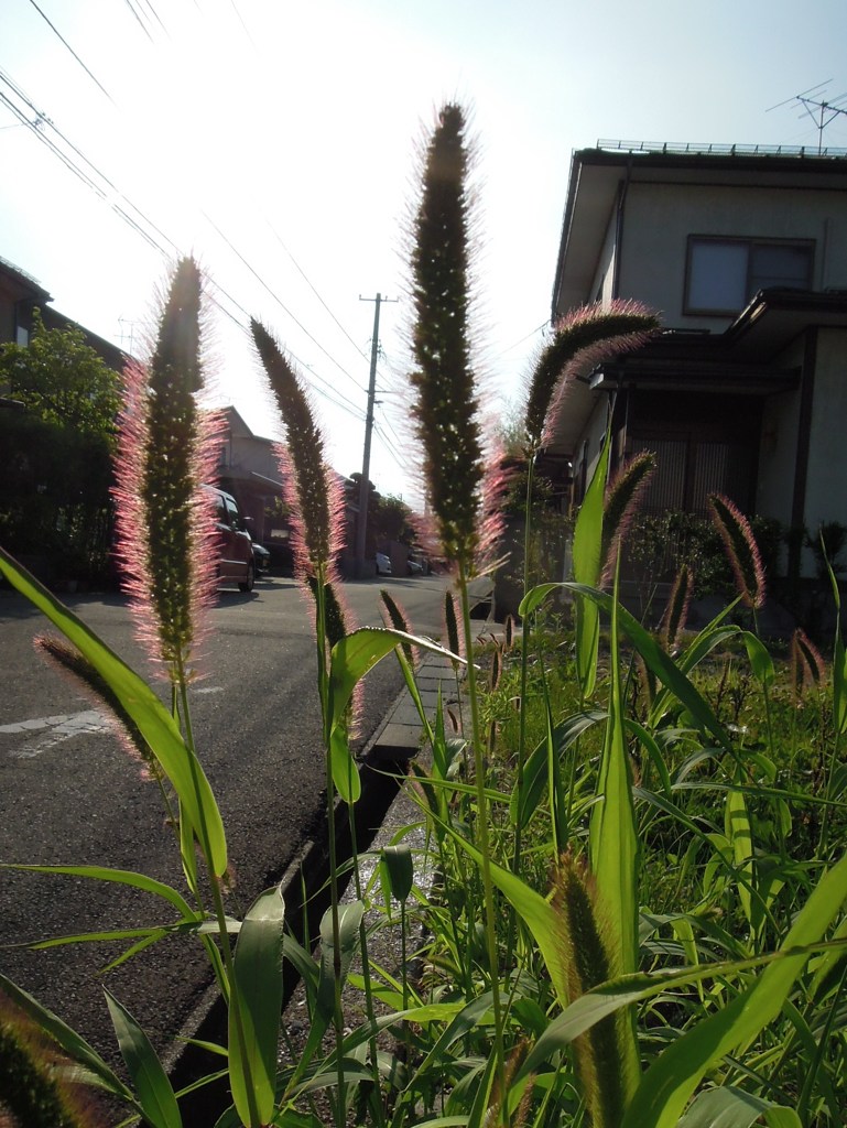 路傍の草