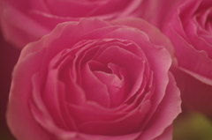 三本の薔薇-4