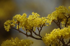 黄花-サンシュユ満開