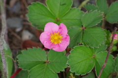 六月の花散歩-紅花の苺