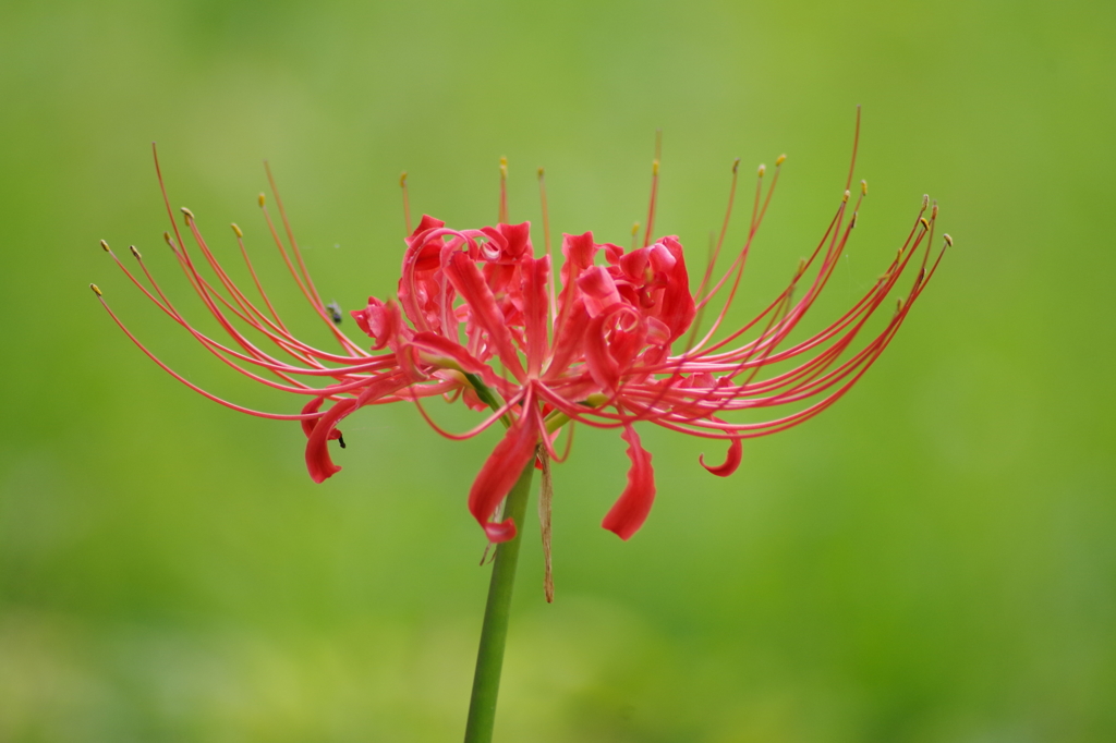 彼岸花・一花
