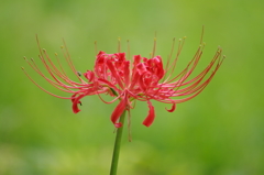 彼岸花・一花