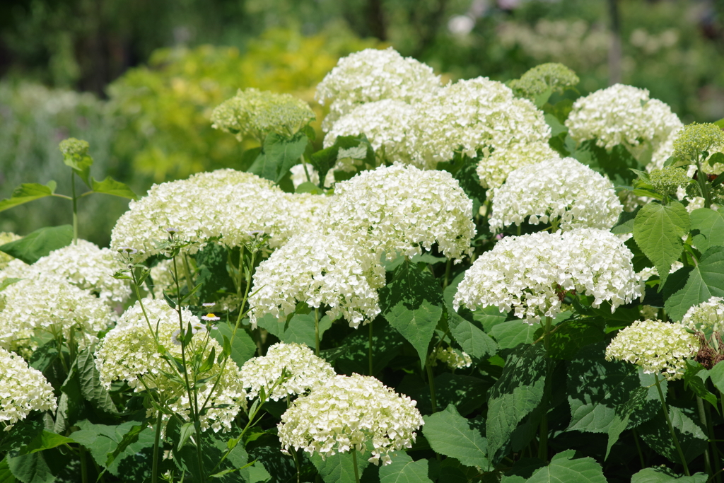 花散歩‐白い紫陽花