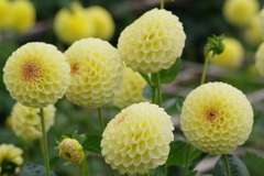 山形のダリア‐花えくぼ