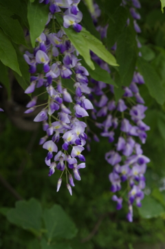 花散歩‐藤色の藤