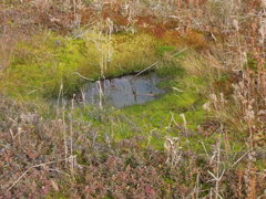 湿原の小さな水たまり