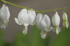 五月の風₋白花鯛釣草