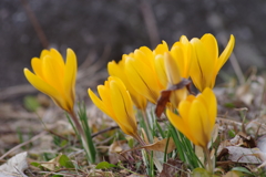 春の陽気の花散歩‐クロッカス