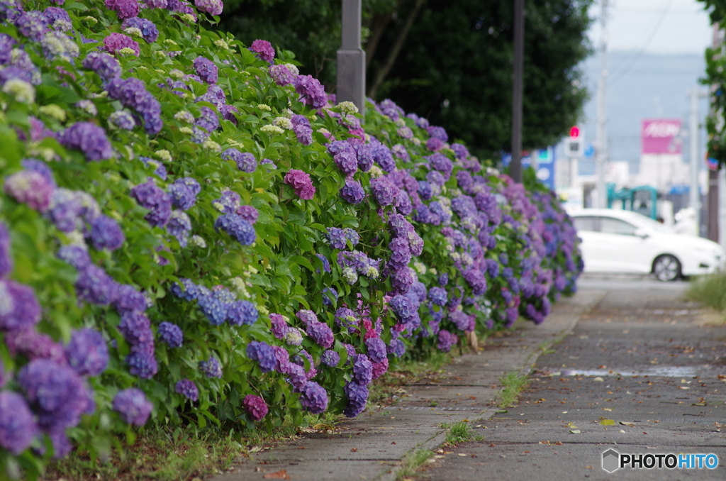 紫陽花の生垣