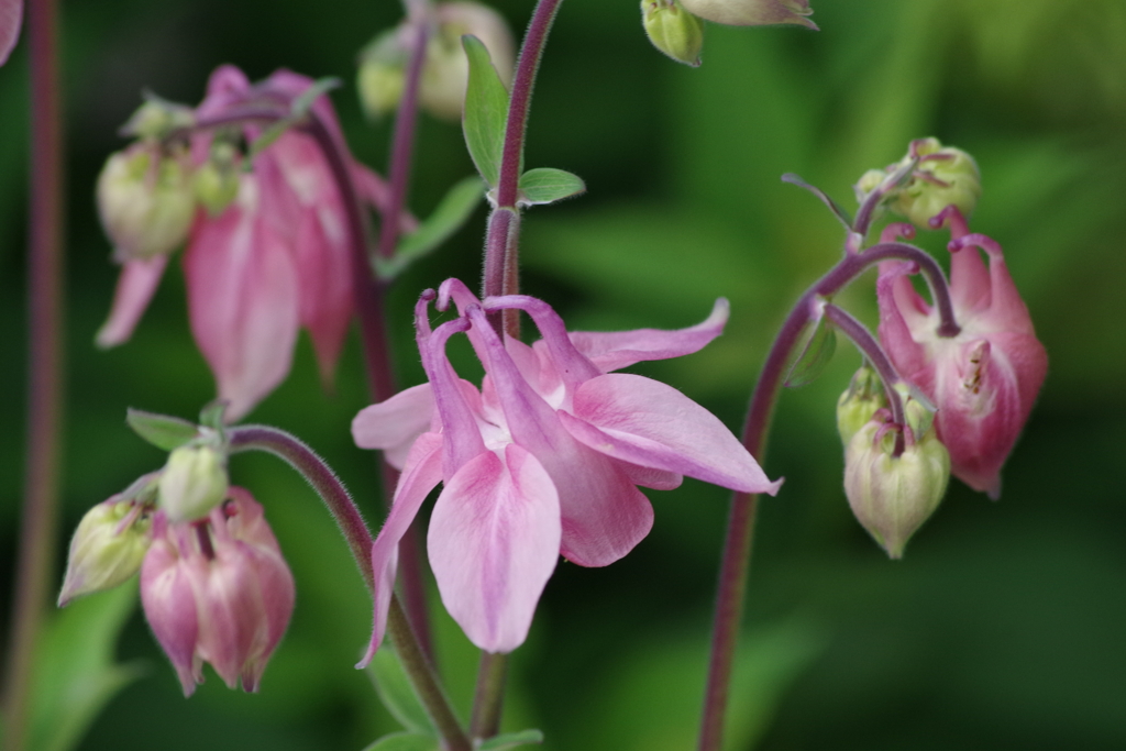 五月の風-ピンクの苧環