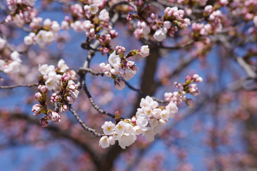 霞城の桜-染井吉野・霞城の標本木