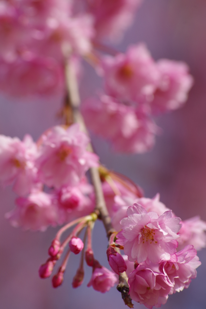 霞城の枝垂れ桜-4