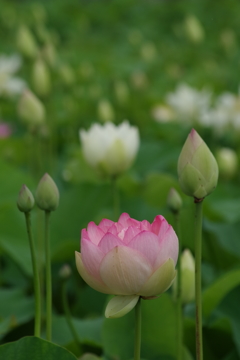 蓮の花-9