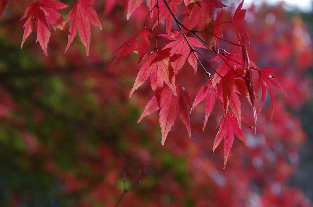 赤く紅く